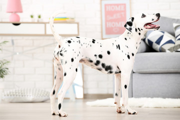 Dalmatian dog standing on the floor at home