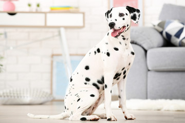 Dalmatian dog sitting on the floor at home