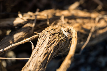 Water washed wood branch textures on the beach