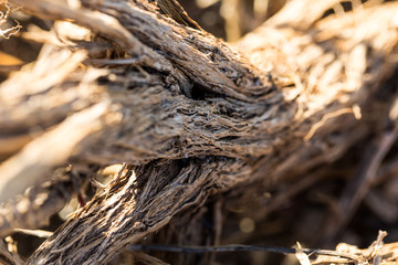 Water washed wood branch textures on the beach