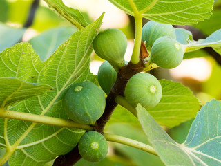 Figs on the branch of a fig tree