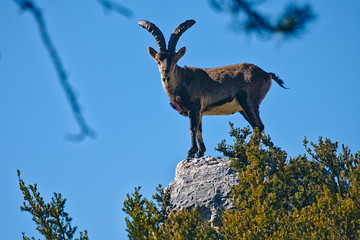 goat looking at me