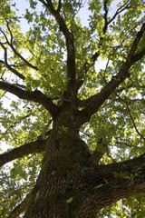 Obraz premium Krone einer Eiche im Sonnenlicht