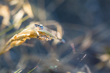Damselfly perched on a piece of grass in evening light
