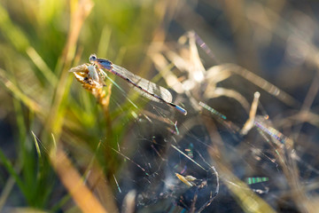 Damselfly perched on a piece of grass in evening light