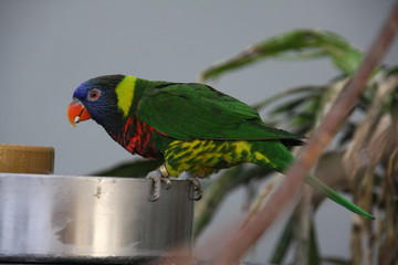 Da spricht der Papagei