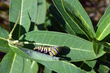 caterpillar on leaf