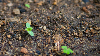 Flores creciendo de la tierra