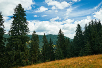Fototapeta na wymiar Beautiful summer landscape - spruces on hills, cloudy sky at bright sunny day. Carpathian mountains. Ukraine. Europe. Travel background.