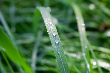 Obraz premium Tautropfen auf Grashalm