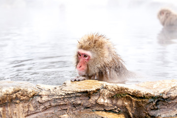 Snow monkey (Macaca fuscata) from Jigokudani Monkey Park in Japan, Nagano Prefecture. Cute Japanese macaque sitting in a hot spring.