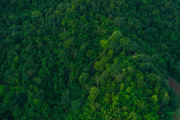 Rainforest background seen from a drone. 