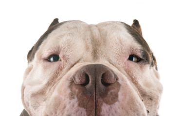 Obraz premium american bully in studio