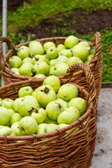 Apple harvest. Two wicker baskets with green apples in orchard