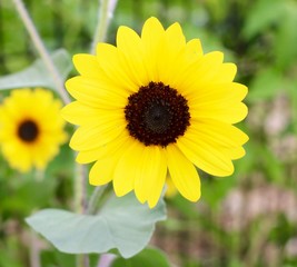 A close view of the bright yellow flower in the garden.