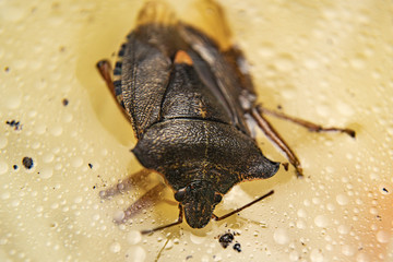 Hot soup with a cockroach and a fly in macro shot, a spoonful of silver and aluminum black glassware on a dark background. Photo background