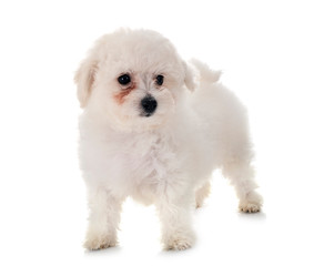 Bichon Frise in studio