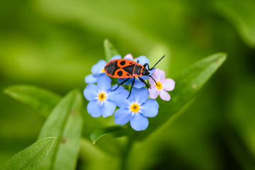 Beautiful and delicate small blue Myosotis flowers close up on green grass background,firebug, Pyrrhocoris apterus in natural habitat