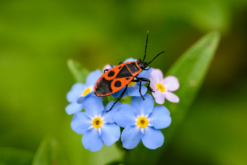 Beautiful and delicate small blue Myosotis flowers close up on green grass background,firebug, Pyrrhocoris apterus in natural habitat