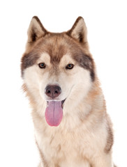 siberian husky in studio