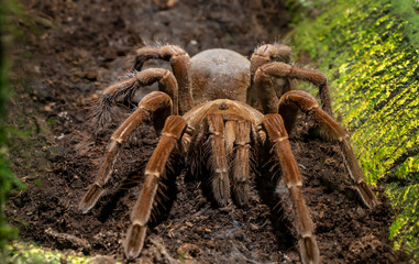 Brown tarantula spider closeup