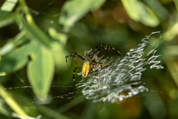 Spider sitting in the web with his victim