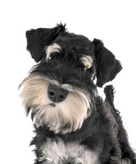 miniature schnauzer in studio