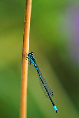 blue dragonfly on a twig