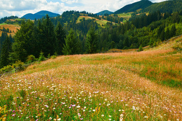 Spruces on hills - beautiful summer landscape, cloudy sky at bright sunny day. Carpathian mountains. Ukraine. Europe. Travel background.