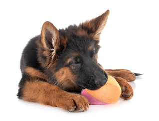 puppy german shepherd