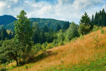 Fototapeta na wymiar Spruces on hills - beautiful summer landscape, cloudy sky at bright sunny day. Carpathian mountains. Ukraine. Europe. Travel background.