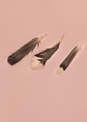 old ping background with three grey bird feathers