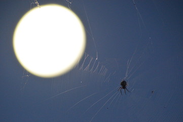 Araña tejiendo a la luz de la Luna