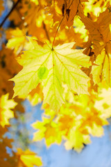 fall maple leaves
