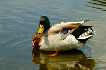 Mallard duck swimming
