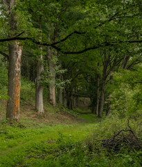 Kings alley with old leaf trees near Kostelni Briza village