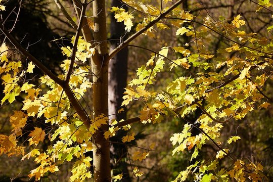 Tree in a farest in autumn, closeup of branches with colored leafs