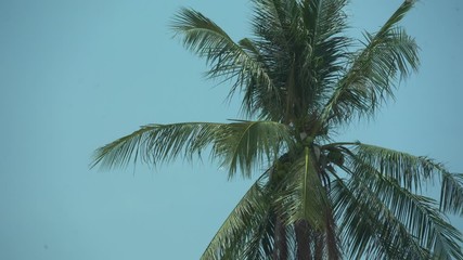 Coconut palm trees, beautiful tropical background, vintage filter