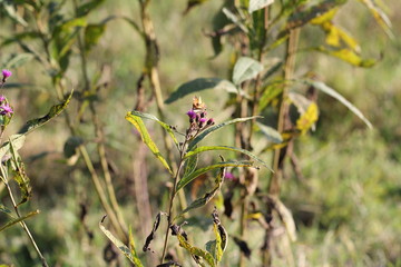 butterfly on flower