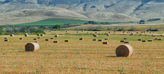 A field of hay bales in Central California