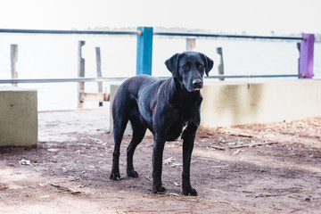 dog on beach