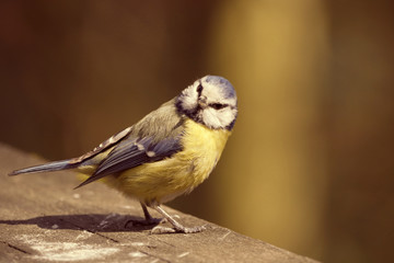 Bird, tit