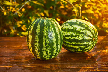 Fresh ripe striped watermelon on wooden table with blurred garden sunset background. Food, Fruits or healthcare concept.