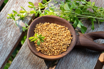 Fenugreek seeds and fresh fenugreek plant