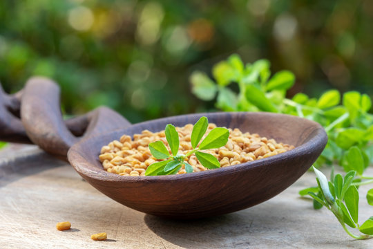 Dry Fenugreek Seeds And Fresh Fenugreek Plant