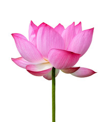 Obraz na płótnie Canvas Pink Lotus flower isolated on white background. Nature concept For advertising design and assembly. File contains with clipping path so easy to work.
