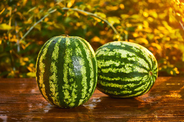 Fresh ripe striped watermelon on wooden table with blurred garden sunset background. Food, Fruits or healthcare concept.