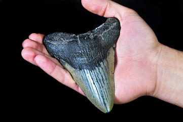 Megalodon Shark Tooth 45 million years old.