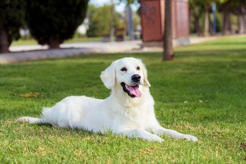 Beauty Golden retriever dog in the park