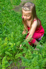 Fototapeta premium Cute little girl is angry that she can't get the carrots out of the garden